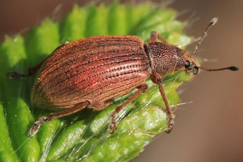 Réf. 229 539 : Polydrusus mollis